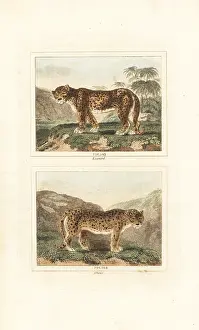 Quadrupeds: Leopard and snow leopard