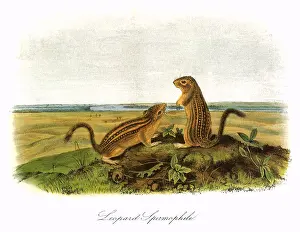 Spermophilus: Leopard Spermophile