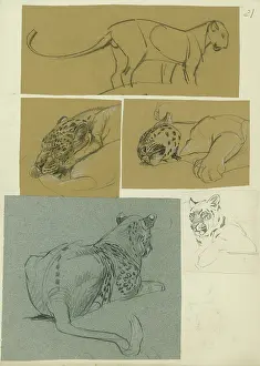 Leopards: Leopard Studies