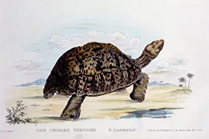 Pardalis: Leopard Tortoise (T. Pardalis)