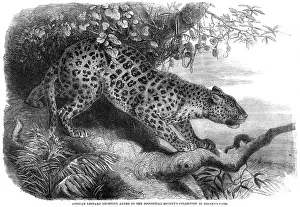 Pardus: LEOPARD UP A TREE