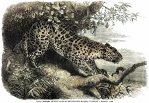 Pardus: LEOPARD UP A TREE