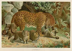 Pardus: LEOPARD AND ITS YOUNG
