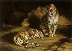 Leopards: Two Leopards