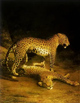 Leopards: Two Leopards
