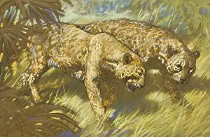 Leopards: Two Leopards in the African bush