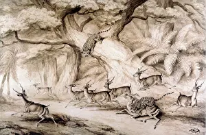 Howitt: Leopards Attacking a Herd of Impala, 1809