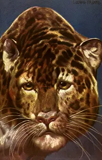 Leopards: Leopard's Head