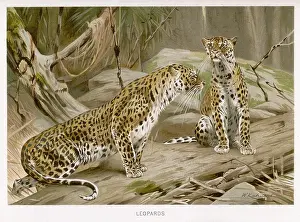 Kuhnert: TWO LEOPARDS (KUHNERT)