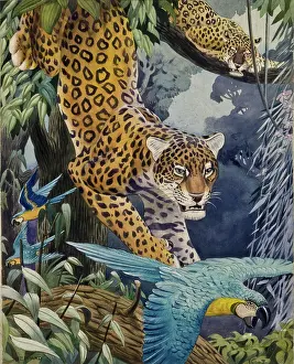 Parrots: Leopards and Macaws