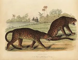 Smellie: Leopards, Panthera pardus