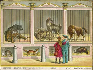 Caged: LEOPARDS AND WOLFS ZOO