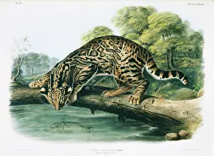 Agile: Leopardus pardalis, ocelot