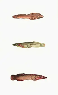 Sucker: Lepadogaster candollei, or Connemara Sucker