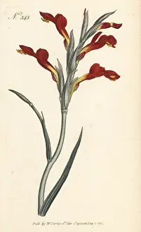 William Curtis: Lepelblom, Gladiolus cunonius
