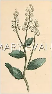 Lepidium: LEPIDIUM CAMPESTRE