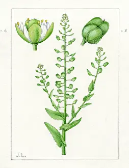 Lepidium: Lepidium campestre - field pepperwort