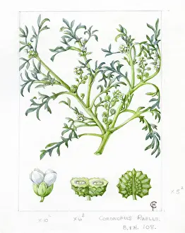 Lepidium: Lepidium coronopus - swine-cress