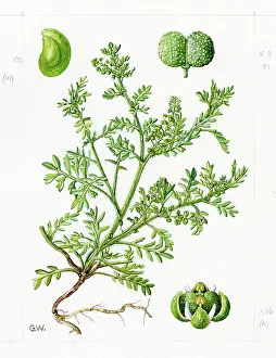 Gwen: Lepidium didymum - lesser swine-cress