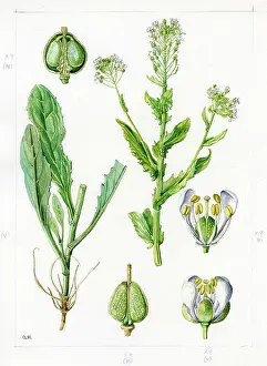 Gwen: Lepidium draba - hoary cress