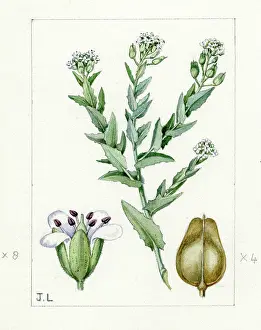 Lepidium: Lepidium heterophyllum - Smith's pepperwort