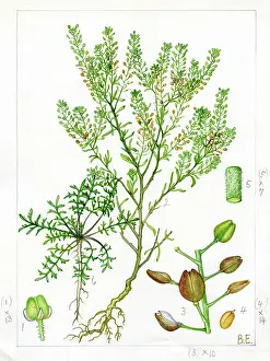 Mortlake: Lepidium ruderale - narrow leaved peppergrass