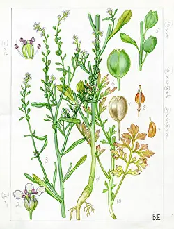 Pods: Lepidium sativum - garden cress