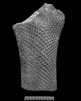 Kenrick: Lepidodendron, fossil tree trunk