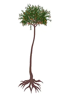 Lycophyta: Lepidodendron prehistoric tree