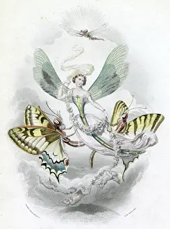 Papillons: Lepidoptera Flying