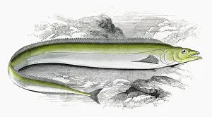 Caudatus: Lepidopus caudatus, or Scabbard Fish