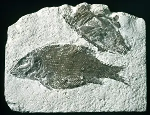 Semionotiformes: Lepidotes, fossil fish