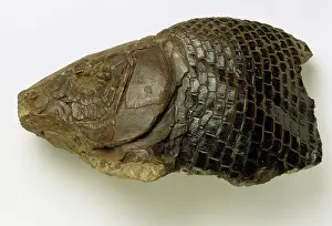 Semionotiformes: Lepidotes sp. wealden fish