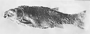 Jura: Lepidotus Ehensis, fossil of an ichthyosaur