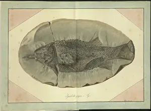 Lepidotus gigas Agassiz