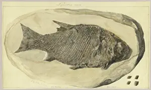 Referring: Lepidotus minor