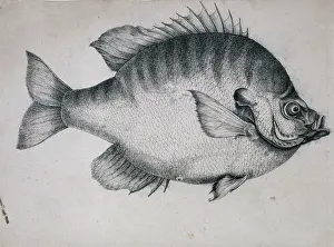Bartram: Lepomis macrochirus, bluegill
