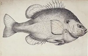 Bream: Lepomis microlophus, redear sunfish
