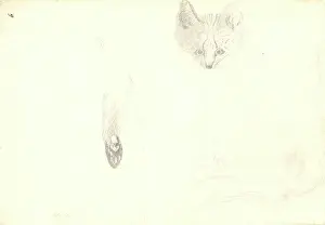 1754 1794: Leptailurus serval, serval