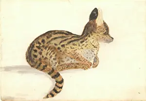 1754 1794: Leptailurus serval, serval