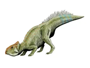 Gracilis: Leptoceratops dinosaur