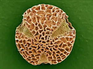 Pollen: Leptoglossis ferreyraei