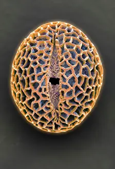 Pollen: Leptoglossis lomana