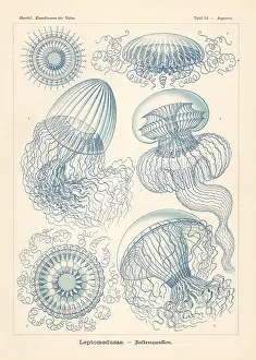 Glitsch: Leptomedusae jellyfish
