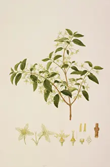 Santalales: Leptomeria acida R. Br