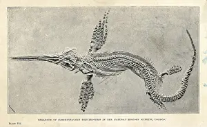 Smit: Leptonectes tenuirostris skeleton