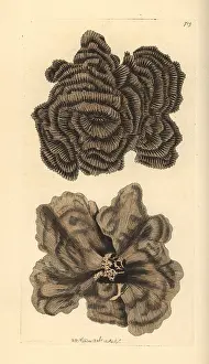 Nobilis: Leptoseris nobilis coral