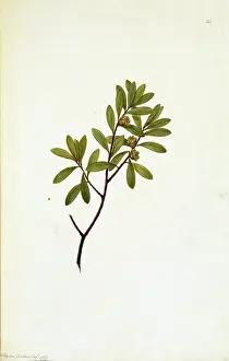 Thea: Leptospermum fabricia, tea-tree