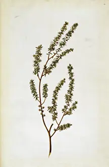 Thea: Leptospermum scoparium, tea tree