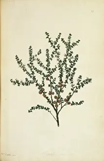 Thea: Leptospermum squarrosum, pink tea tree